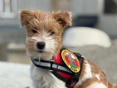 Ten słodziak chce być ratownikiem GPR OSP Gdańsk