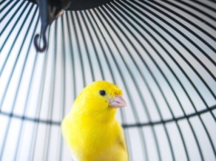 Podali samicom kanarka testosteron. Po latach zaczęły śpiewać