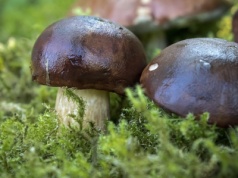 Udała się do lasy na grzyby. To, co znalazła, było zaskakujące