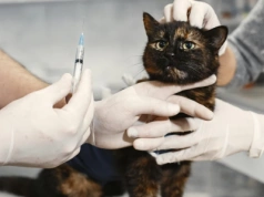 Legnica zmienia uchwałę, by pomóc miejskim kotom