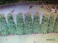 Czy psy sieją strach w Brennej? Niepokojące nagranie w Internecie