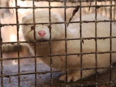 Rolnicy wskazują co stracą jeśli branża futerkowa zostanie zlikwidowana. Prezydent pomoże?