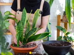 Nie masz ręki do kwiatów? Oto idealne rośliny dla ciebie