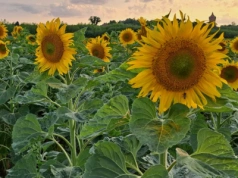 Słonecznik zamiast rzepaku? Sprawdziliśmy, ile można na nim zarobić w 2025 roku