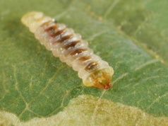 Wydawało się, że mamy z nim spokój. Powróciła plaga, która wywołała panikę