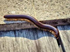 Gnieżdżą się w piwnicach i garażach. Nigdy ich nie dotykaj. Wydzielają m.in. cyjanowodór