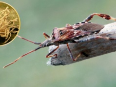 Są w ogrodzie, wchodzą do domu. Przenoszą grzyby jak z 