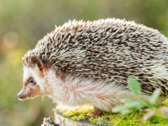 Ludzie postawili budki dla jeży na zimę. Te je omijają. Co się dzieje?