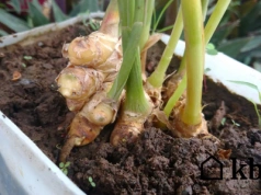 Zasadzisz raz i będziesz mieć na lata! W doniczce rośnie jak szalony