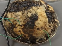 Komórki pamięci z grzybów? Wystarczy mikrokontroler, aby biologiczny organizm zyskał nowe zastosowanie