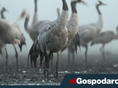 Zaraza dziesiątkuje ptasie fermy w Niemczech