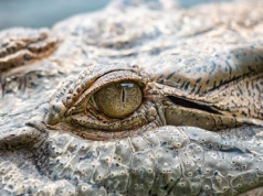 Nowo odkryta skamielina może zmieniać rozumienie ewolucji krokodyli