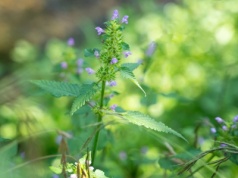 Poziewnik bogaty w krzem wspomaga płuca, poprawia profil krwi