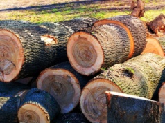 Wielka wycinka pod Stalową Wolą. Mimo protestów miasto nie rezygnuje z planów