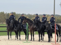 Donald i Rokita dołączają do służby. Policyjne konie zdały egzamin z sukcesem