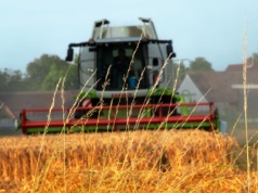 Jeszcze trwają żniwa na polach kukurydzy