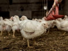 Już 99 ognisk w Polsce! Wirus nie daje wytchnienia hodowcom