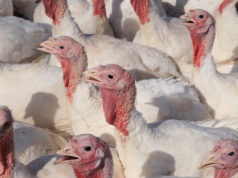 Nowe stawki ubezpieczenia zwierząt w 2026 r.