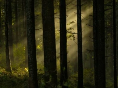 Olsztyn tworzy Las Pamięci i cmentarz dla zwierząt