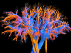 Science fiction staje się rzeczywistością: badanie ultrasonograficzne 4D pokazuje przepływ krwi w organach