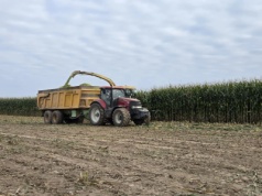 Termin zbioru kukurydzy kiszonkowej w 2025 roku