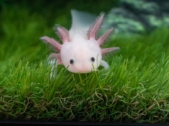 Jak to możliwe, że odrastają im kończyny? Kluczem okazał się ten hormon