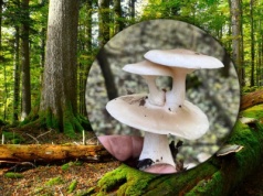 Niecodzienne znalezisko wśród mchów. Natura znowu zaskoczyła