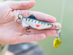 Polacy wyrzucają je gdzie popadnie. Dla ptaków to wyrok śmierci