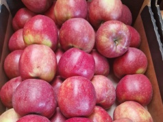 Tańsze jabłka? We wrześniu można było kupić je w Niemczech