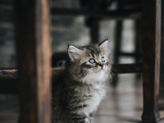 Saska Kępa. Nie może przebywać w mieszkaniu przez zapach uryny po pięciu kotach. Prosi o pomoc