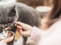 Żywienie kotów - jak dobrać karmę dla kota z wrażliwym układem pokarmowym