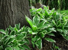 Twoje hosty znów zachwycą. Wystarczy, że poświęcisz im 5 minut