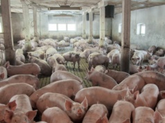 Dania: Danish Crown zwiększa dotację na budowę nowych chlewni