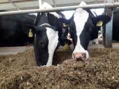 Nowe ogniska choroby niebieskiego języka w Polsce. GIW potwierdza kolejne przypadki