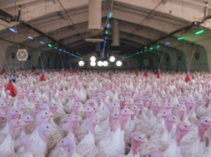 Gigantyczne ognisko rzekomego pomoru drobiu. Setki tysięcy ptaków do wybicia