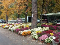 Straż Miejska kontroluje handel przed Świętem Wszystkich Świętych