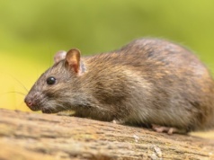 Szczury atakują nietoperze w locie. Niezwykłe polowanie uchwycone na kamerze