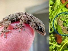 „Mały pechowiec” w paczce rukoli. „Długa droga i warunki chłodnicze uratowały mu życie”