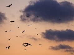 To nie żart na Halloween. Te nietoperze świecą na zielono!