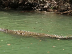 Badacze alarmują. Niebezpieczne zwierzęta pojawiają się w niewłaściwych miejscach