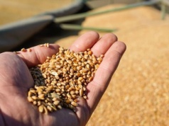 Rekordowa produkcja zbóż na świecie. Zapasów będzie najwięcej od czterech lat