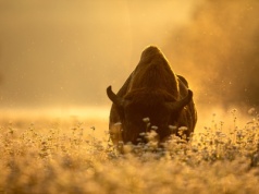 Puszcza Białowieska na baśniowy urlop