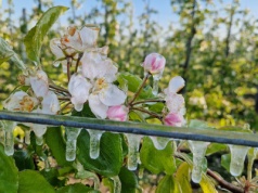 „Pomoc po przymrozkach będzie” – ministerstwo uspokaja sadowników, ale konkretów wciąż mało