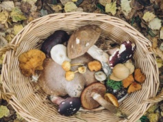 Jesienne grzybobranie w okolicach Częstochowy. Gdzie szukać i na co uważać?