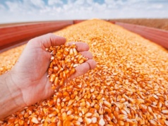 29.10.2025 Ceny skupu zbóż, kukurydzy, oleistych i strączkowych: stawki za mokrą kukurydzę od 35 zł/t