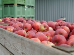 Red Jonaprince może być naszym „asem w rękawie“ także na rynku indyjskim