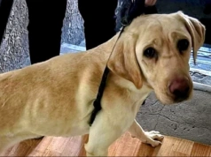 Psy żyły w brudzie, bez wody i jedzenia. Policjanci odebrali je mieszkance Katowic