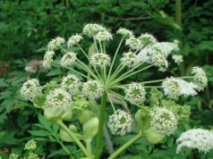 Arcydzięgiel szkodliwą materię wydala