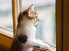 Wymień okna na nowe. Nawet 41 tys. zł dofinansowania