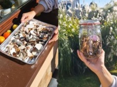 Daria zdradza, jak suszyć grzyby zebrane w lesie. Ma sprawdzony patent